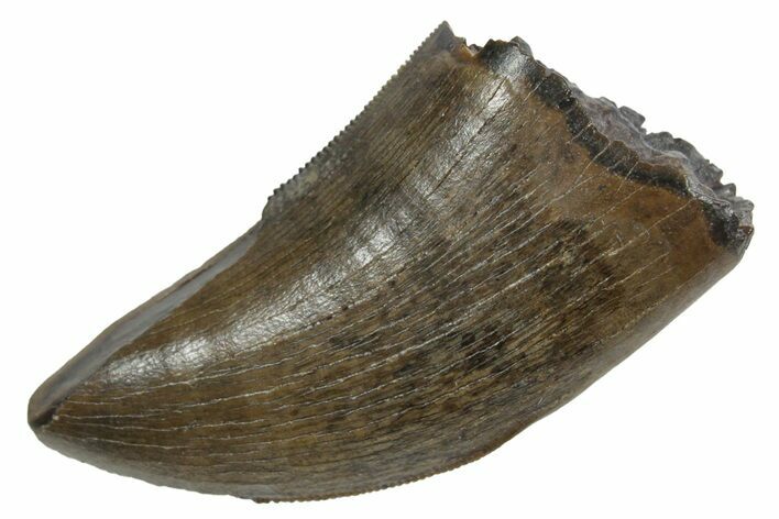 Serrated, Tyrannosaur (Nanotyrannus) Tooth - Montana #350425